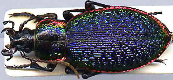 http://www.gorodinski.ru/carabus/Megodontus vietinghoffi s.st.jpg